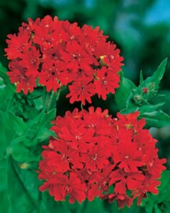 Lychnis chalcedonica P9 - afbeelding 4