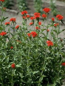 Lychnis chalcedonica P9 - afbeelding 1