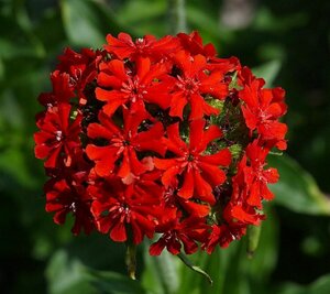 Lychnis chalcedonica P9 - afbeelding 5