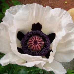 Papaver orientale 'Royal Wedding' P9 - afbeelding 1