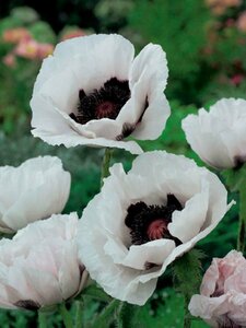 Papaver orientale 'Royal Wedding' P9 - afbeelding 2