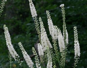 Actaea racemosa P9