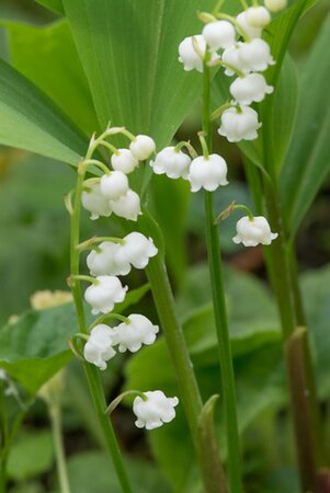 Convallaria majalis P9 - afbeelding 1