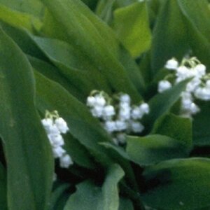 Convallaria majalis P9 - afbeelding 2