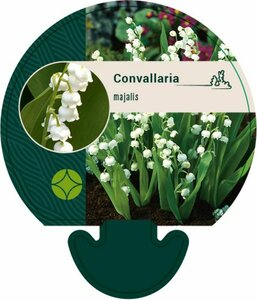 Convallaria majalis P9 - afbeelding 3