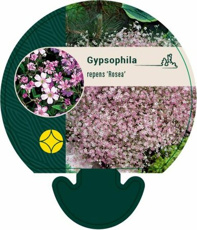 Gypsophila repens 'Rosea' P9 - afbeelding 3