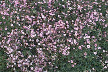 Gypsophila repens 'Rosea' P9 - afbeelding 1