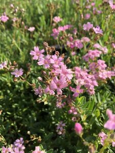 Gypsophila repens 'Rosea' P9 - afbeelding 2