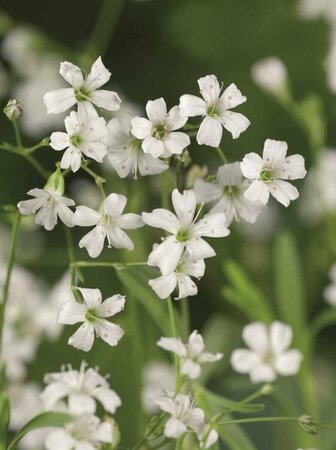 Gypsophila repens 'Alba' P9 - afbeelding 1