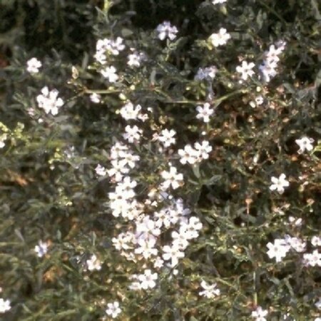 Gypsophila repens 'Alba' P9 - afbeelding 2