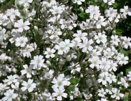 Gypsophila repens 'Alba' P9 - afbeelding 3