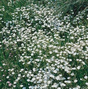 Gypsophila repens 'Alba' P9 - afbeelding 4