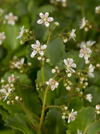 Saxifraga urbium P9 - afbeelding 2