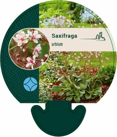 Saxifraga urbium P9 - afbeelding 1