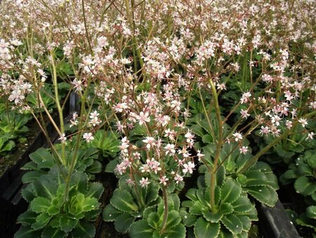 Saxifraga urbium P9 - afbeelding 4