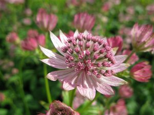 Astrantia major 'Pink Pride' P9 - afbeelding 1