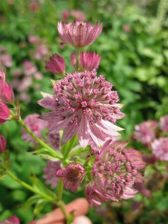 Astrantia major 'Pink Pride' P9 - afbeelding 2