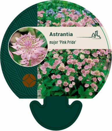 Astrantia major 'Pink Pride' P9 - afbeelding 3