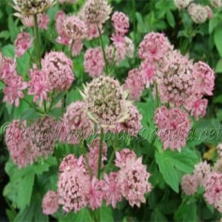 Astrantia major 'Pink Pride' P9 - afbeelding 4