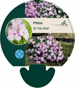 Phlox (D) 'Lilac Cloud' P9 - afbeelding 2