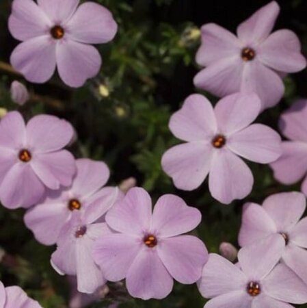 Phlox (D) 'Lilac Cloud' P9 - afbeelding 1