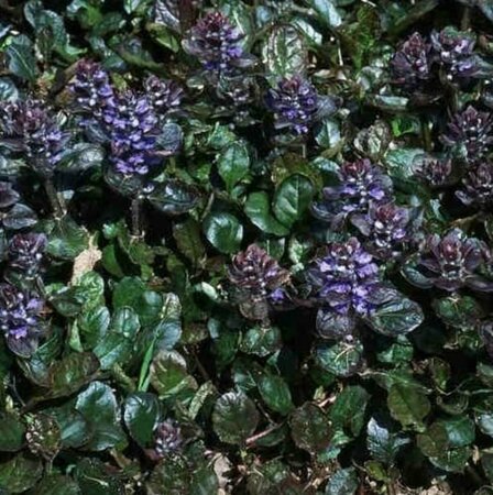 Ajuga reptans 'Braunherz' P9 - afbeelding 2