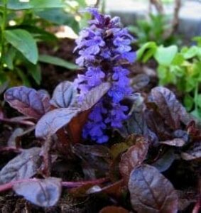 Ajuga reptans 'Braunherz' P9 - afbeelding 5