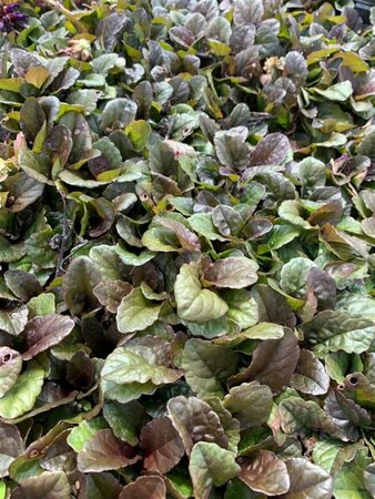 Ajuga reptans 'Braunherz' P9 - afbeelding 1