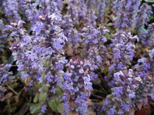 Ajuga reptans 'Braunherz' P9 - afbeelding 6