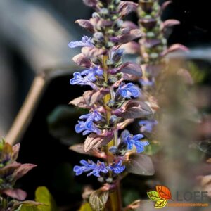 Ajuga reptans 'Braunherz' P9 - afbeelding 3