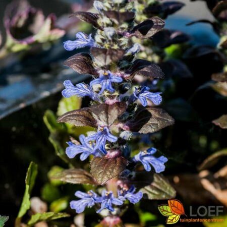 Ajuga reptans 'Braunherz' P9 - afbeelding 4