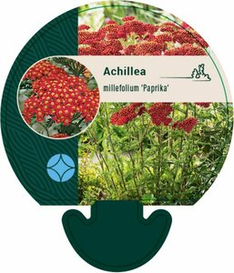 Achillea millefolium 'Paprika' P9 - afbeelding 6