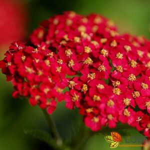 Achillea millefolium 'Paprika' P9 - afbeelding 5