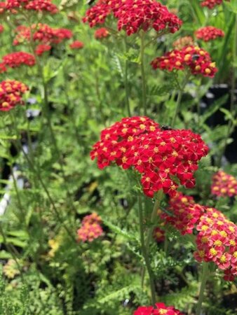 Achillea millefolium 'Paprika' P9 - afbeelding 3