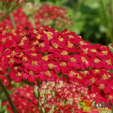 Achillea millefolium 'Paprika' P9 - afbeelding 2