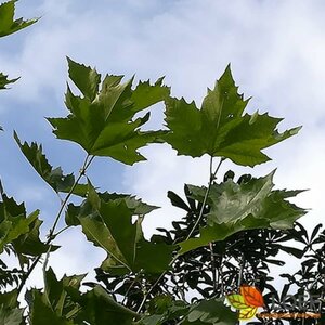 Platanus hispanica 14-16 C. HO. - afbeelding 1