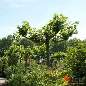 Platanus hispanica 14-16 C. HO. - afbeelding 2