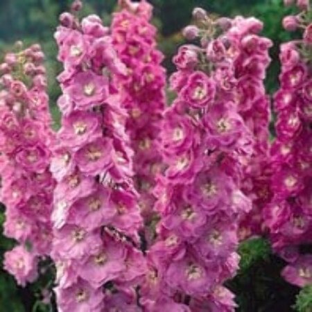 Delphinium pacific 'Astolat' P9 - afbeelding 4