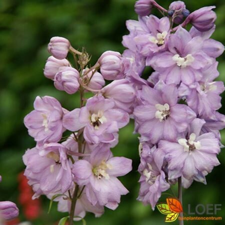 Delphinium pacific 'Astolat' P9 - afbeelding 1