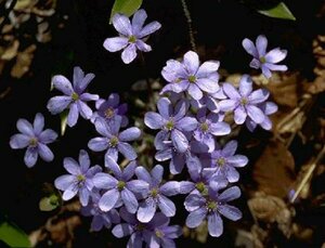 Hepatica nobilis P9 - afbeelding 1