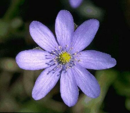 Hepatica nobilis P9 - afbeelding 2