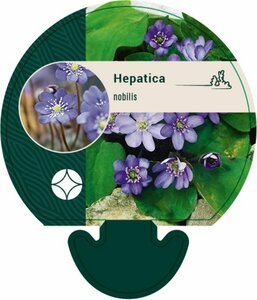 Hepatica nobilis P9 - afbeelding 3