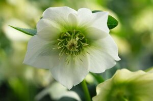 Helleborus or. 'Pretty Ellen White' P9 - afbeelding 1