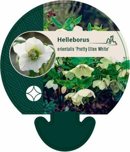 Helleborus or. 'Pretty Ellen White' P9 - afbeelding 2