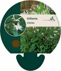 Gillenia trifoliata P9 - afbeelding 8