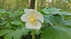 Podophyllum peltatum P9