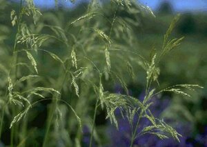 Deschampsia cespitosa C2 - afbeelding 1