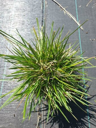 Deschampsia cespitosa P9 - afbeelding 4