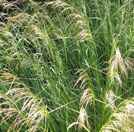 Deschampsia cespitosa P9 - afbeelding 2