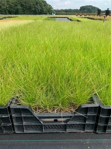 Deschampsia cespitosa P9 - afbeelding 7